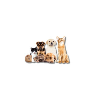 Animais de Estimação